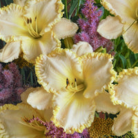 Marque Moon Reblooming Daylily