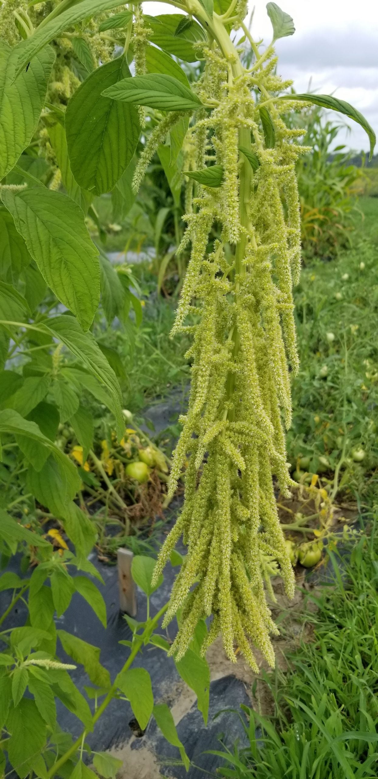 Emerald Tassels – Amaranthus Seed