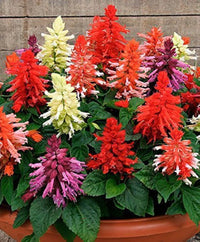 Salvia Hybrid Mixed Color Seeds