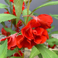 Balsamine Rose Flower Seeds