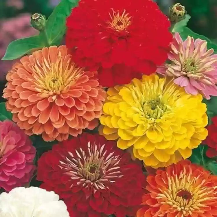 Zinnia Mixed Color Flower Seeds