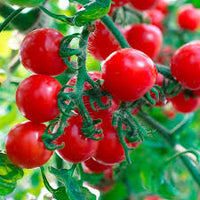 Tomato Cherry Red Organic Vegetable Seeds