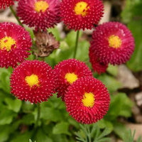 Bellis Perensis, Daisy Red Seeds