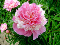 Whopper Peony