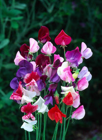 Sweet Pea Bonanza Mixed Color Flower Seeds