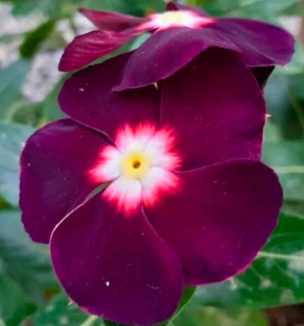 Nana Black Purple Flower Seeds