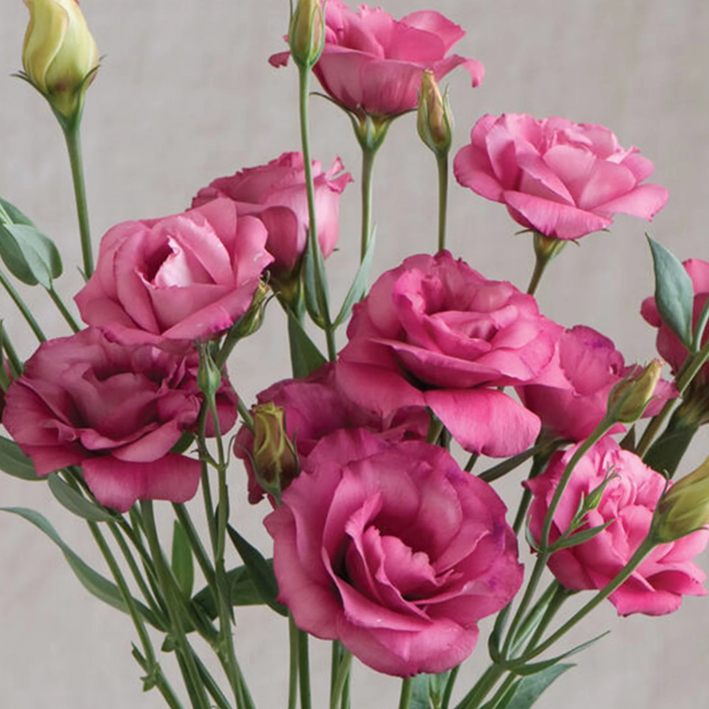 Doublini Rose Pink – Lisianthus Seed