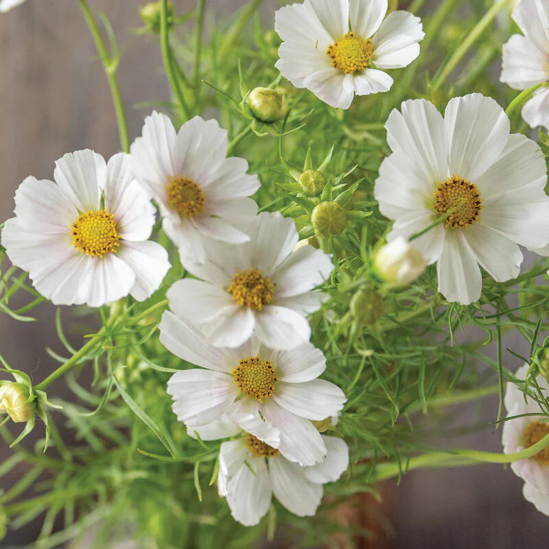 Versailles Flush – Cosmos Seed