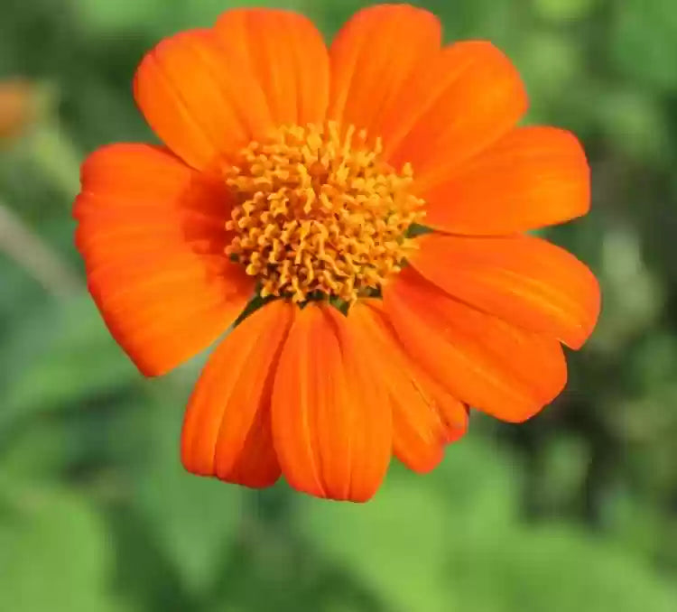 Tithonia Torch Red Flower Seeds