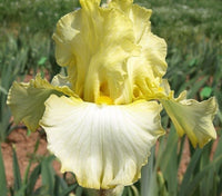 Beauty Becomes Her Bearded Iris