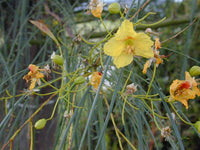 Parkinsonia Aculeata Palo Verde Tree Seeds