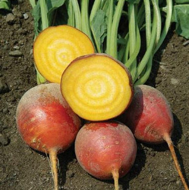 Touchstone Gold – Golden Beet Seeds