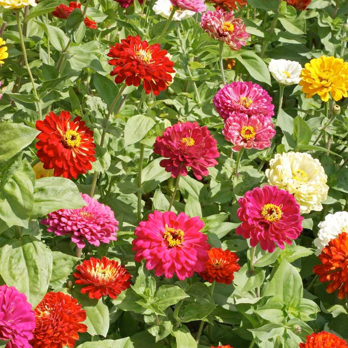 State Fair Mix – Zinnia Seed