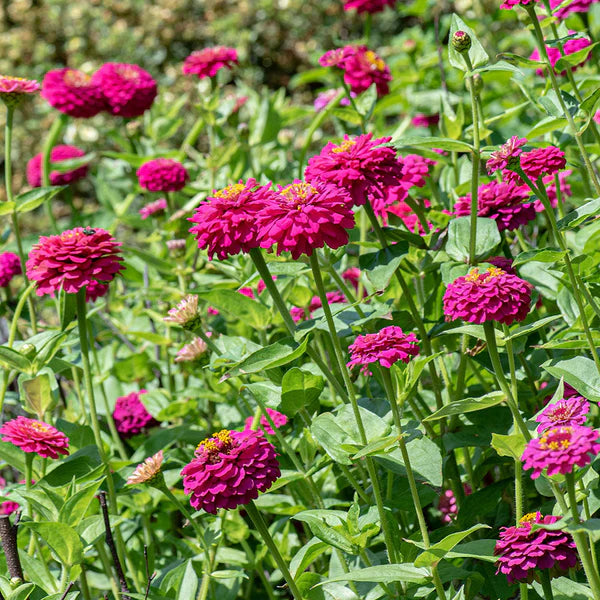 Oklahoma Carmine – Zinnia Seed