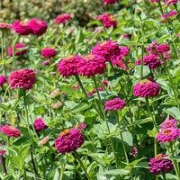 Oklahoma Carmine – Zinnia Seed