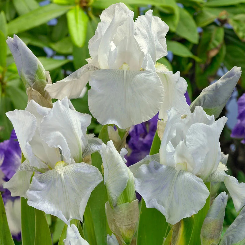 Immortality Reblooming Bearded Iris