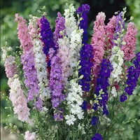 Johnny’s Sublime Mix – Larkspur Seed