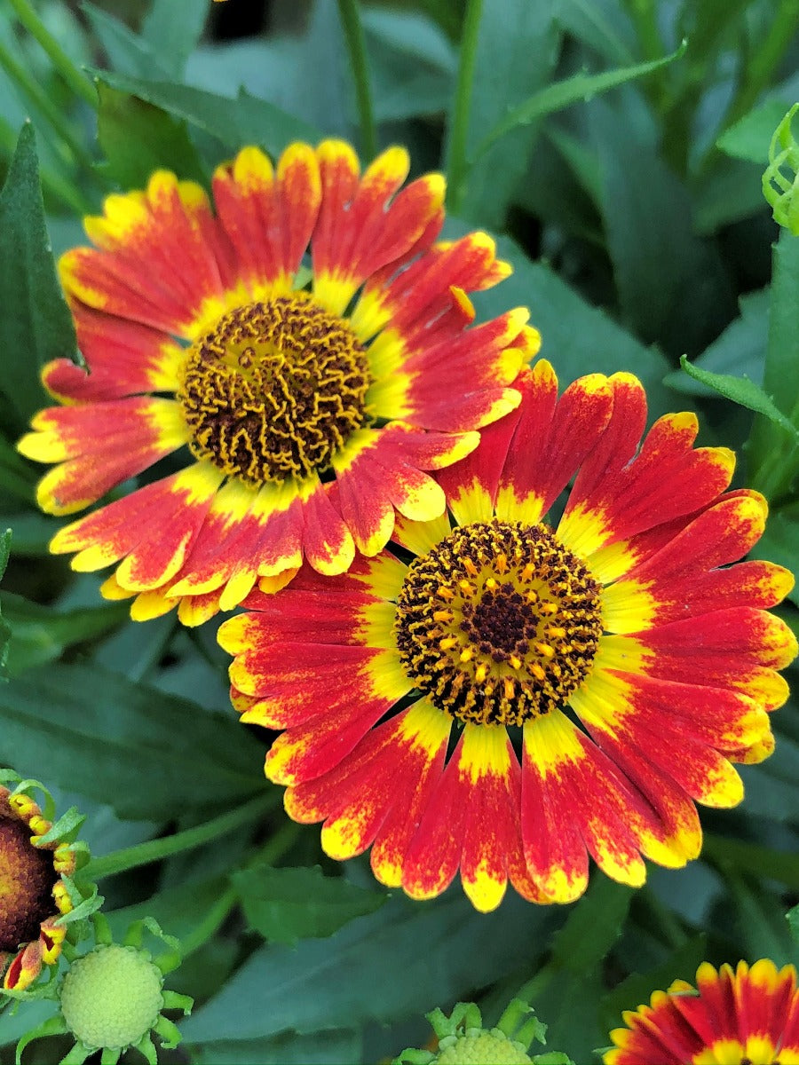 Fuego Helenium