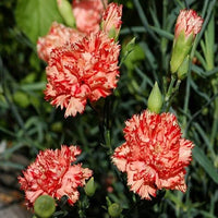 Chabaud Orange Sherbet – Dianthus Seed