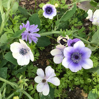 Anemone- De Caen Blue Bicolour