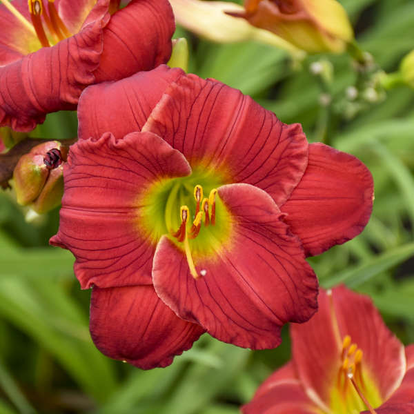 Little Business Reblooming Dwarf Daylily