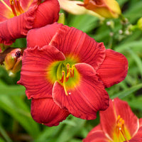 Little Business Reblooming Dwarf Daylily