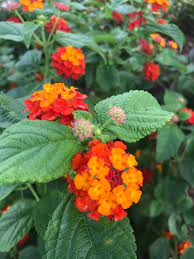 Lantana Camara Seeds