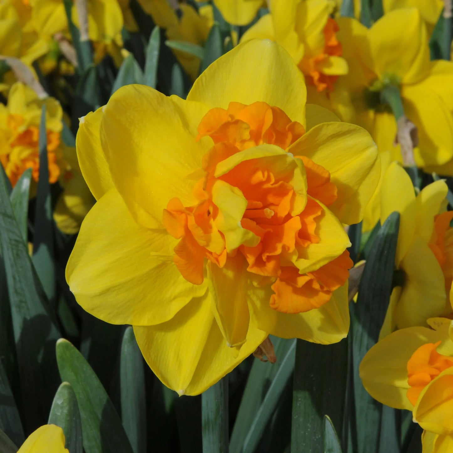 Boaz Daffodil Seeds