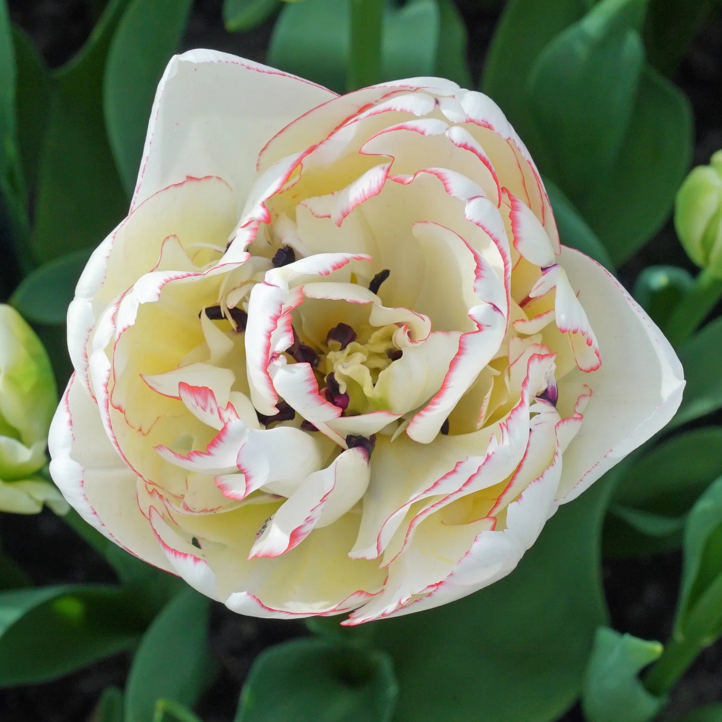 Wild Romance Tulip Seeds