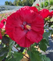 Valentine's Crush Hibiscus