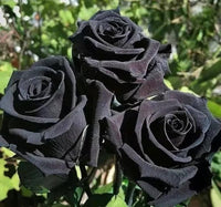 Black Rose Seeds Beautiful Flower Seeds Home Garden Bonsai