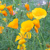 California Poppy – Flower Seed