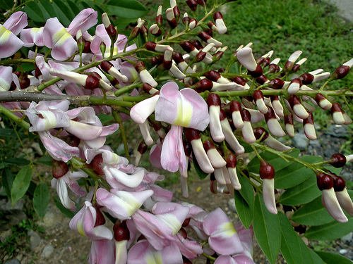 Gliricidia Maculata & Gliricidia Sepium Seeds