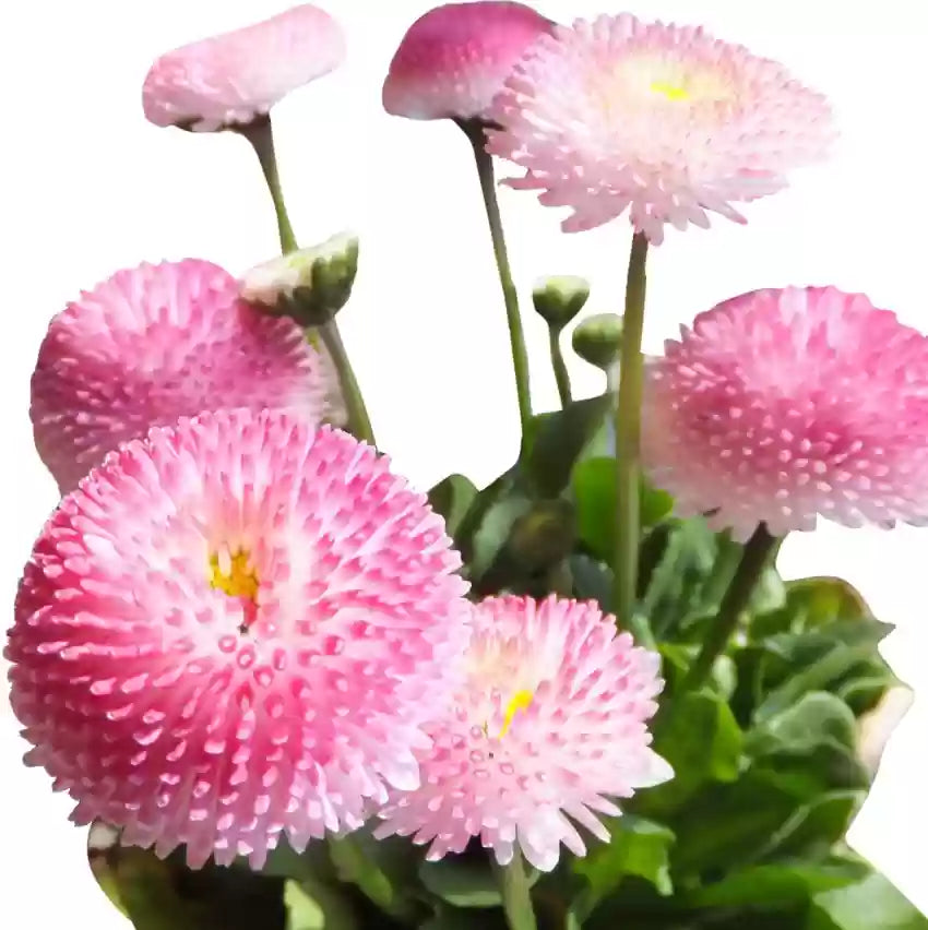 Strawberry Ice Cream Little Daisy Seeds Bonsai Plants Seeds