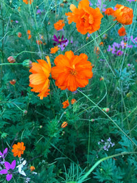 Cosmos Bright Light Mixed Color Flower Seeds