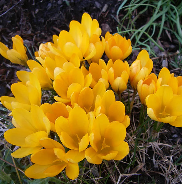 Yellow Mammoth Giant Dutch Crocus Seeds