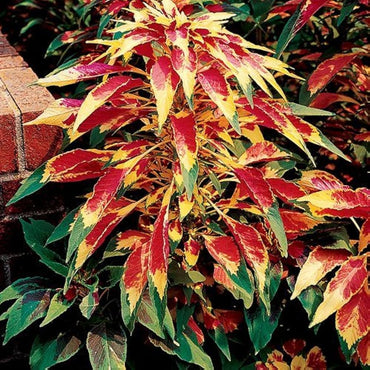 Amaranthus Tricolour Mixed Color Desi Flower Seeds