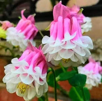 Pink Petticoat Columbine