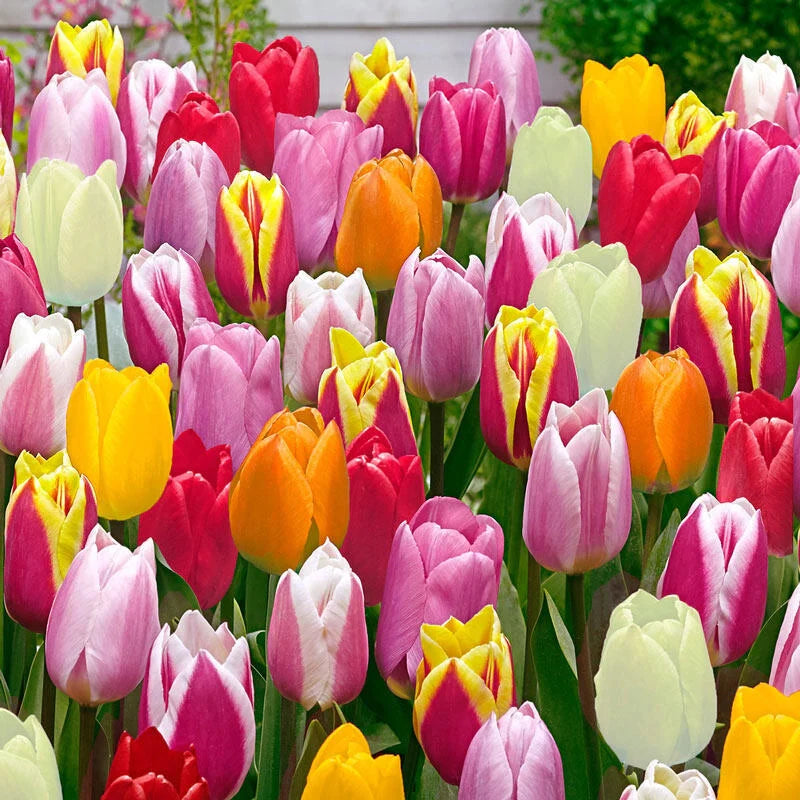 2 Months of Spring Carnival Tulip Mixture Seeds