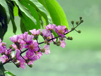 Lagerstroemia Speciosa Seeds