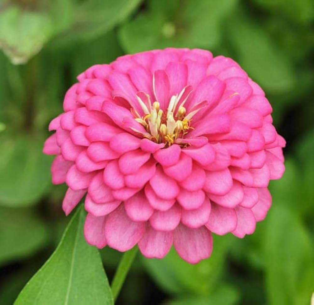 Zinnia Pink Tall Seeds