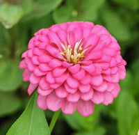 Zinnia Pink Tall Seeds