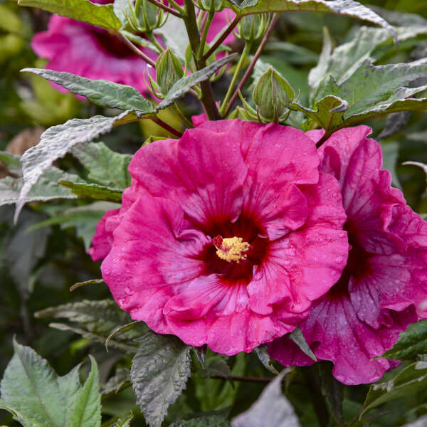 Inner Glow Hibiscus