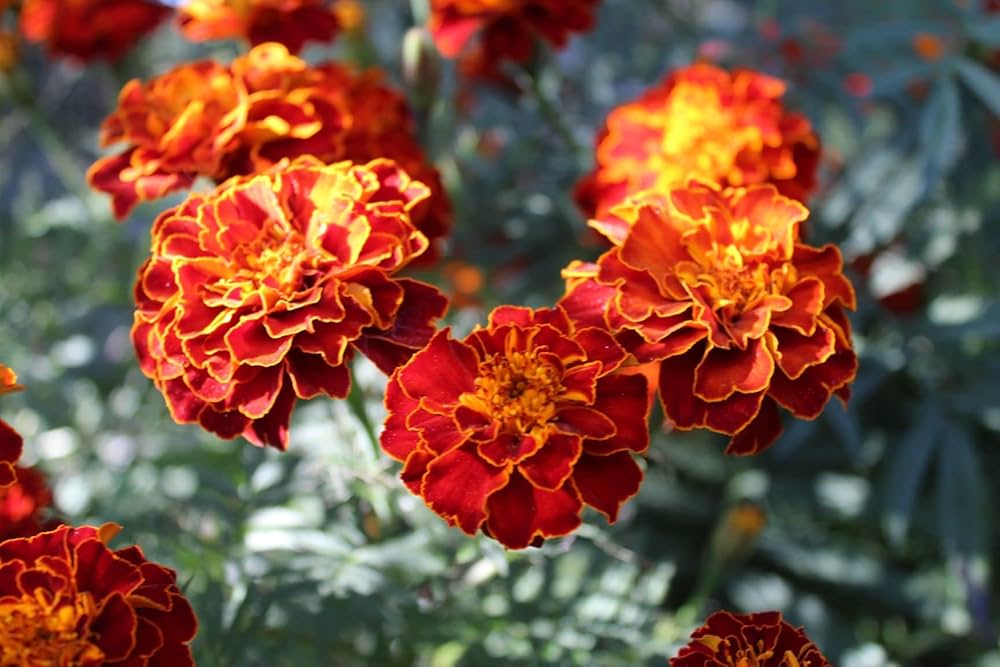 Marigold Jafri Desi Flower Seeds