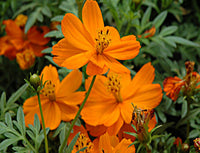 Cosmos Orange Seeds