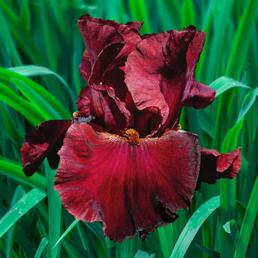 Bernice's Legacy Reblooming Bearded Iris