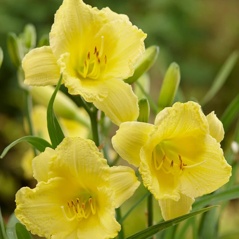 Big Time Happy Reblooming Daylily