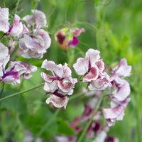 Wiltshire Ripple – Sweet Pea Seed