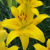 Yellow County Lily Seeds