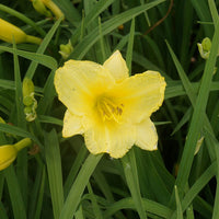 Happy Returns Reblooming Daylily